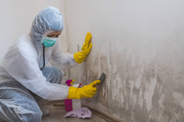 Best Attic Mold Remediation in Ogdensburg, NY