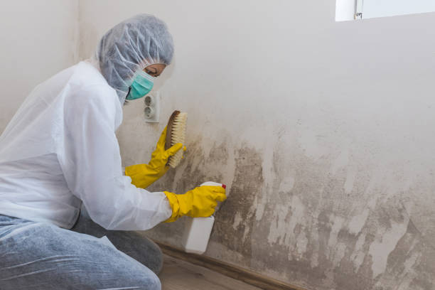 Best Mold Testing and Inspection Services in Ogdensburg, NY
