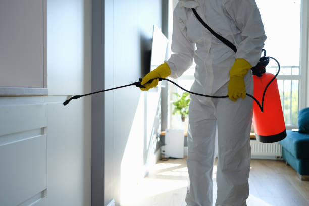 Best Attic Mold Remediation in Ogdensburg, NY