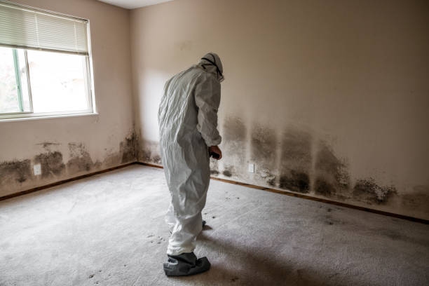 Best HVAC Mold Remediation in Ogdensburg, NY