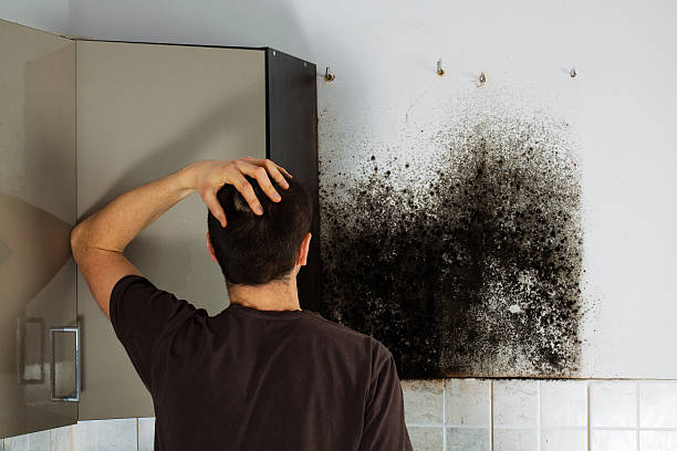 Best Residential Mold Remediation in Ogdensburg, NY