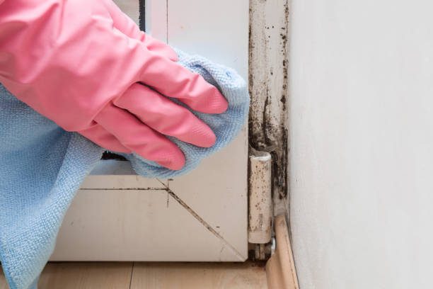 Best Post-Flood Mold Remediation in Ogdensburg, NY